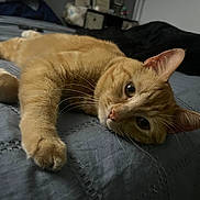 Georgie joined the competition — help win amazing prizes! cat, ginger_cat, pet, bed, lying_down, whiskers, fur, relaxed, indoor, cozy, closeup, animal, cute, sleepy, soft_light, feline, resting, comfort, domestic, portrait