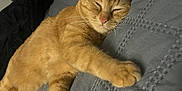 Georgie joined the competition — help win amazing prizes! cat, orange_tabby, sleeping, bed, blanket, feline, indoor, resting, paw, whiskers, pet, cozy, relaxed, fur, animal, domestic, comfort, home, quiet, nap