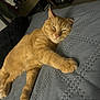 cat, orange_tabby, sleeping, bed, blanket, feline, indoor, resting, paw, whiskers, pet, cozy, relaxed, fur, animal, domestic, comfort, home, quiet, nap