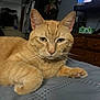 Georgie joined the competition — help win amazing prizes! cat, orange_tabby, pet, indoor, bed, blanket, feline, whiskers, ears, eyes, paws, resting, domestic, furniture, dresser, clothes, television, cozy, relaxed, home