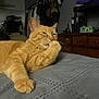 Georgie is registered to the contest to win money with this photo: cat, orange_tabby, paw, bed, blanket, indoor, relaxed, feline, grooming, furniture, dresser, television, clothing, hanger, room, pet, resting, cozy, animal, domestic