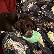 Tucker joined the competition — help win amazing prizes! animal, blanket, brown_dog, cartoon_characters, companion, couch, dog, domestic_animal, fabric, furniture, halloween_theme, indoor, patterned_blanket, pet, relaxing, resting, sleepy, soft_texture, spiderweb, toy