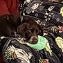 animal, blanket, brown_dog, cartoon_characters, companion, couch, dog, domestic_animal, fabric, furniture, halloween_theme, indoor, patterned_blanket, pet, relaxing, resting, sleepy, soft_texture, spiderweb, toy