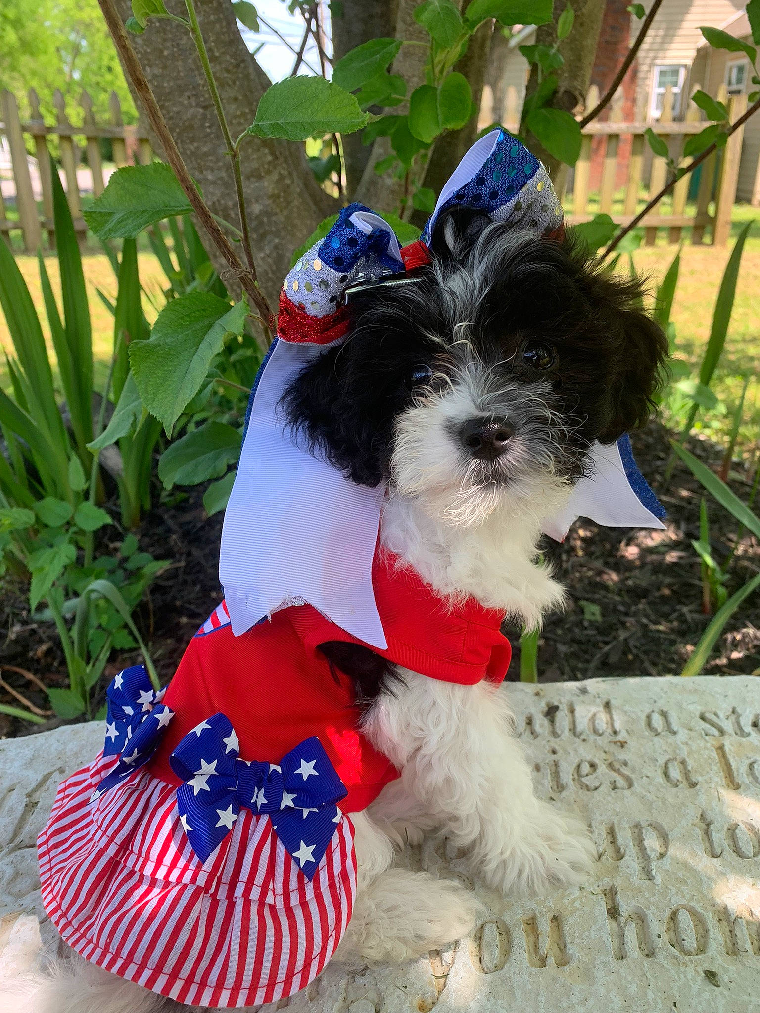 Dutchess joined the competition — help win amazing prizes! canidae, carnivore, collar, companion_dog, dog, dog_breed, dog_clothes, dog_collar, dog_supply, electric_blue, event, fashion_accessory, pattern, pet_supply, plant, sporting_group, terrier, toy_dog, water_dog, working_animal