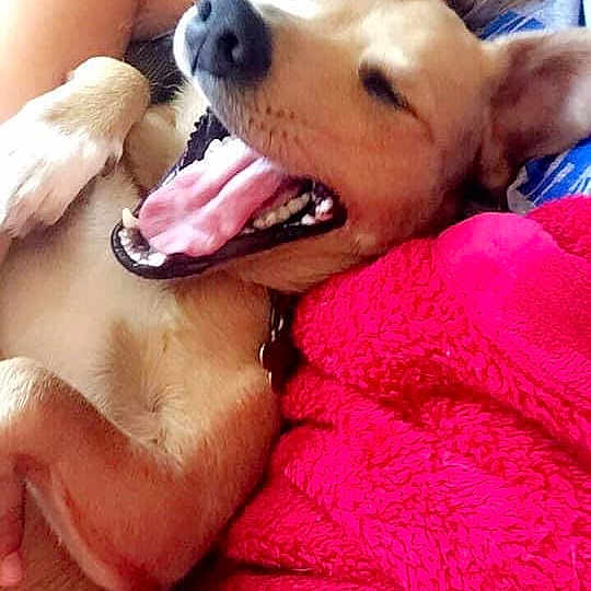 Daisy