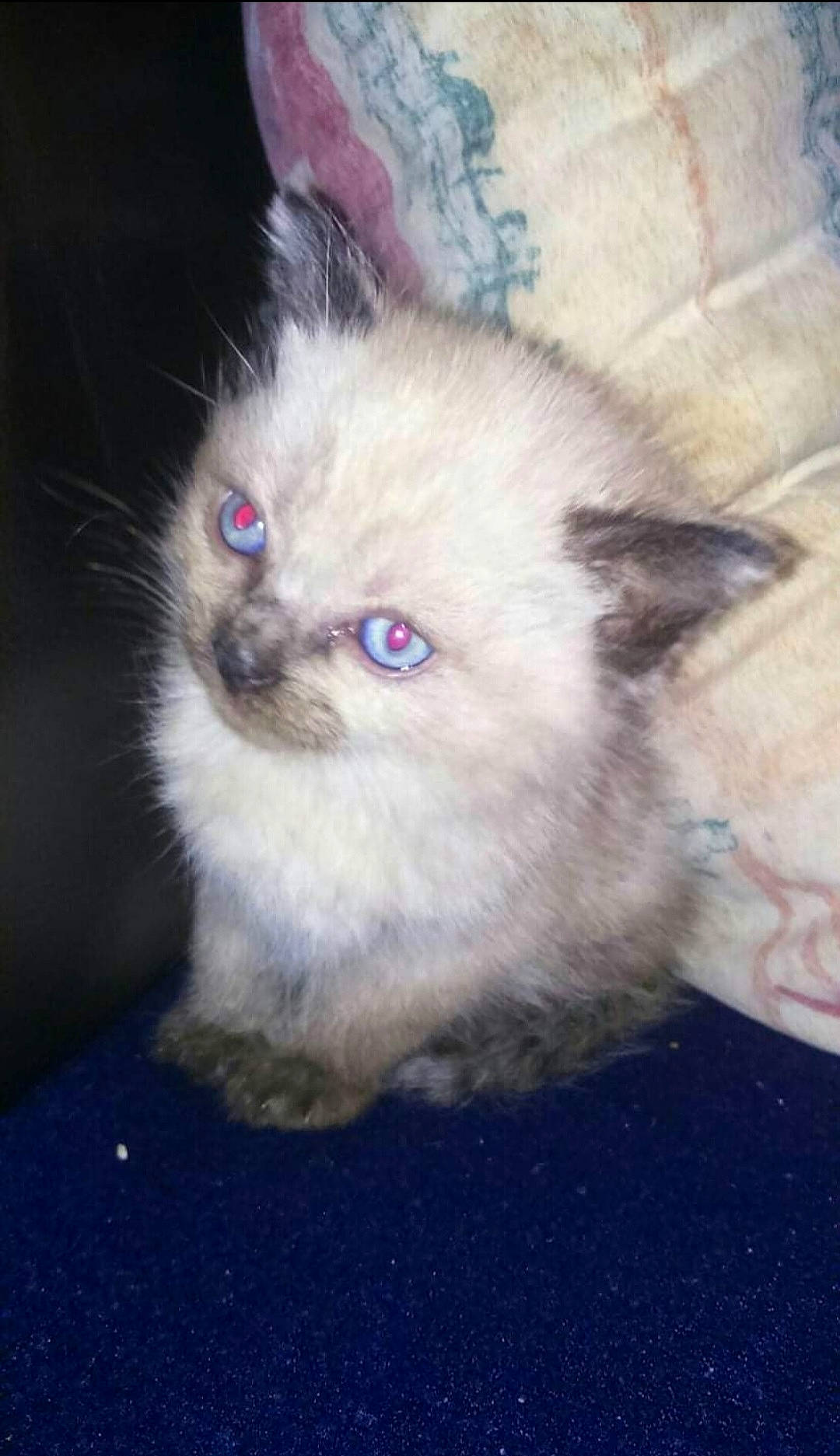 Texas participe au concours pour gagner de l'argent avec cette photo : birman, carnivore, cat, claw, eye, fawn, felidae, fur, iris, paw, ragdoll, siamese, sitting, small_to_medium_sized_cats, snout, tail, terrestrial_animal, whiskers