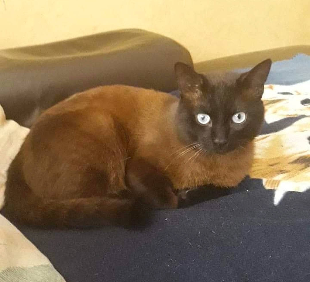 Texas a rejoint le concours — aidez-le/la à gagner de superbes lots ! balinese, brown, carnivore, cat, comfort, domestic_short_haired_cat, fawn, felidae, fur, iris, siamese, small_to_medium_sized_cats, snout, tail, terrestrial_animal, whiskers