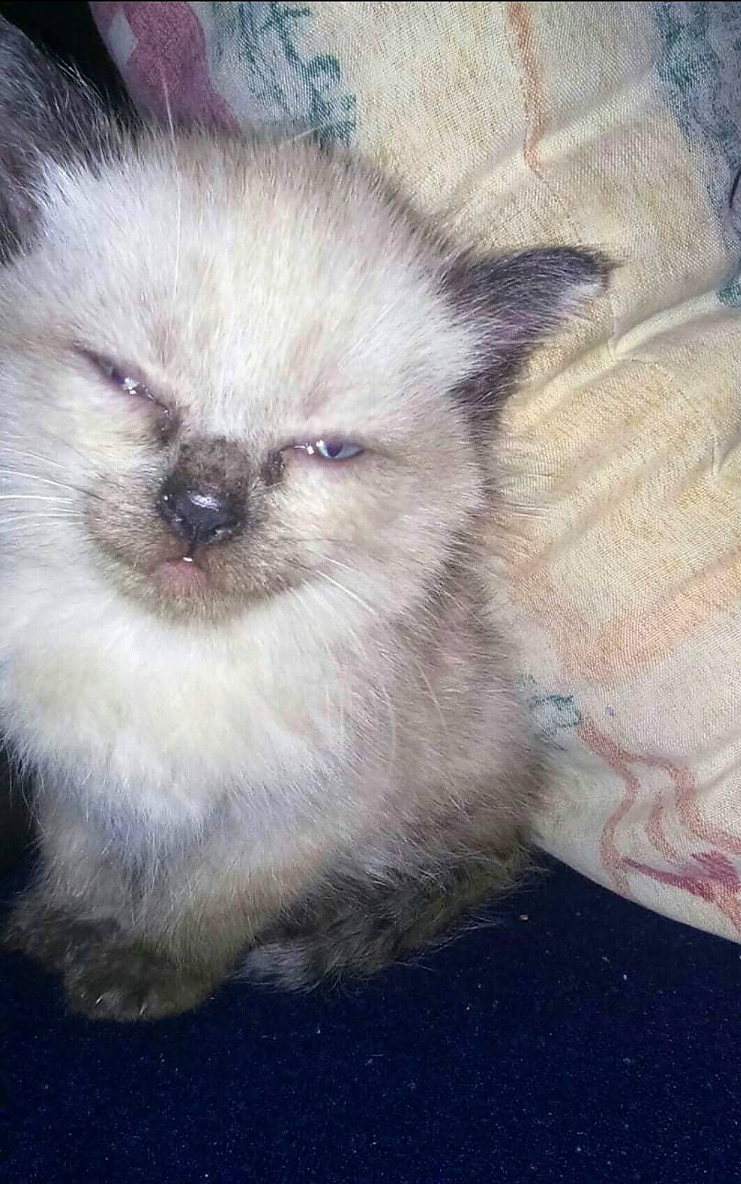 Texas participe au concours pour gagner de l'argent avec cette photo : ancient_dog_breeds, canidae, carnivore, companion_dog, dog, dog_breed, ear, eye, fawn, fur, german_spitz_mittel, non_sporting_group, puppy, snout, spitz, terrestrial_animal, toy_dog, whiskers, wildlife, working_animal