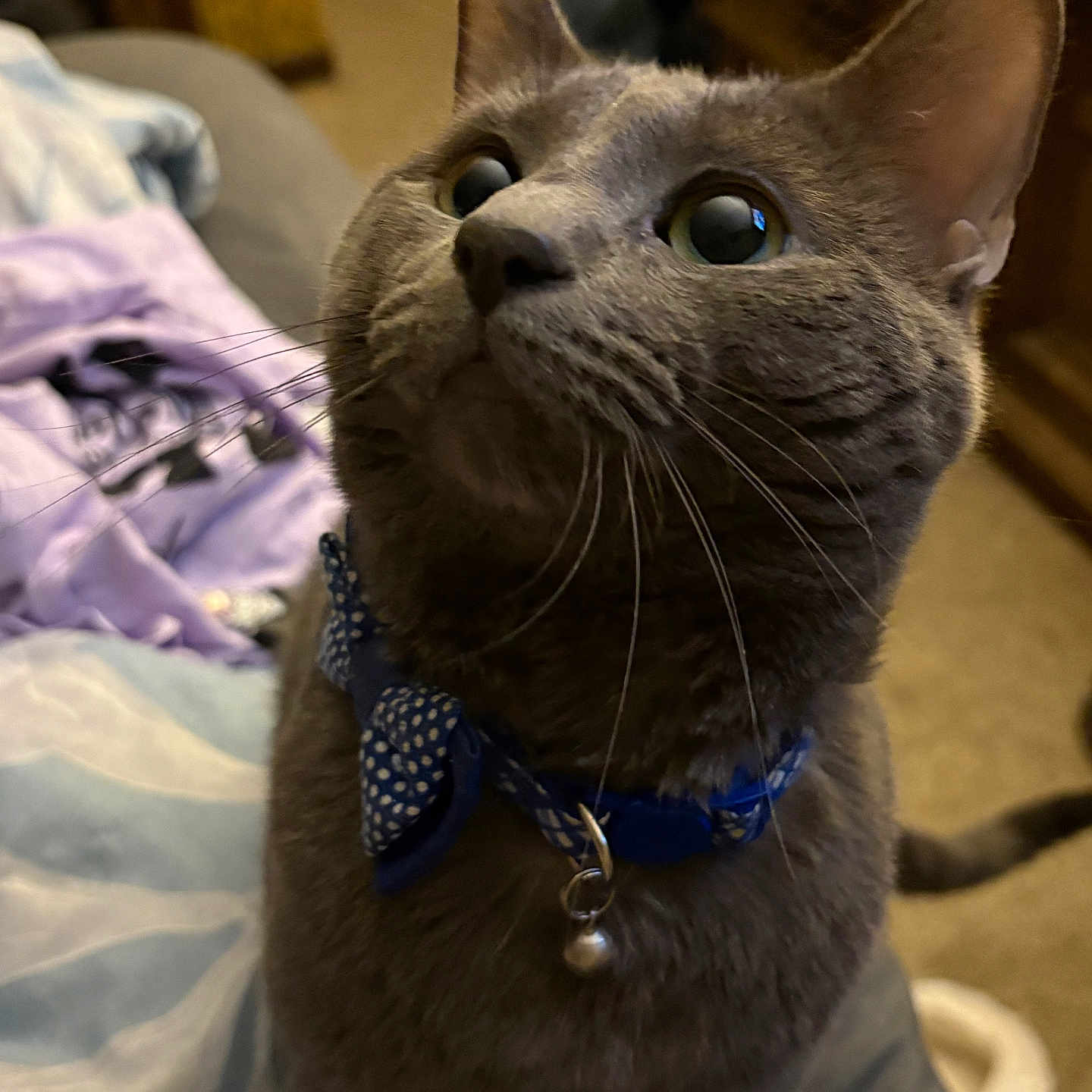 Mokie