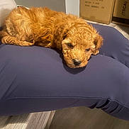 Jazz joined the competition — help win amazing prizes! puppy, dog, curly_fur, resting, lap, indoor, floor, person, blue_pants, fur, cute, pet, animal, cozy, young_dog, domestic, brown_fur, soft_light, relaxed, close_up