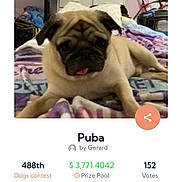 Puba joined the competition — help win amazing prizes! pug, dog, pet, blanket, bedroom, indoor, contest, voting, phone_screen, furniture, drawer, bicycle, purple, text_overlay, animal, cute, tongue_out, resting, canine, domestic
