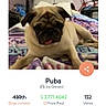 pug, dog, pet, blanket, bedroom, indoor, contest, voting, phone_screen, furniture, drawer, bicycle, purple, text_overlay, animal, cute, tongue_out, resting, canine, domestic