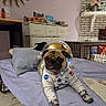 dog, pug, costume, astronaut, bed, pillow, indoor, room, furniture, wall_decor, shelves, blanket, floor_tile, tongue_out, animal_clothing, pet, cute, funny, resting, canine