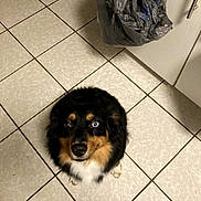 Bella joined the competition — help win amazing prizes! dog, canine, pet, floor, tile, kitchen, cabinet, plastic_bag, brown_eye, blue_eye, fur, black_fur, tan_fur, white_fur, looking_up, domestic_animal, indoor, cute, animal, waiting