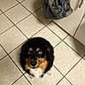 dog, canine, pet, floor, tile, kitchen, cabinet, plastic_bag, brown_eye, blue_eye, fur, black_fur, tan_fur, white_fur, looking_up, domestic_animal, indoor, cute, animal, waiting