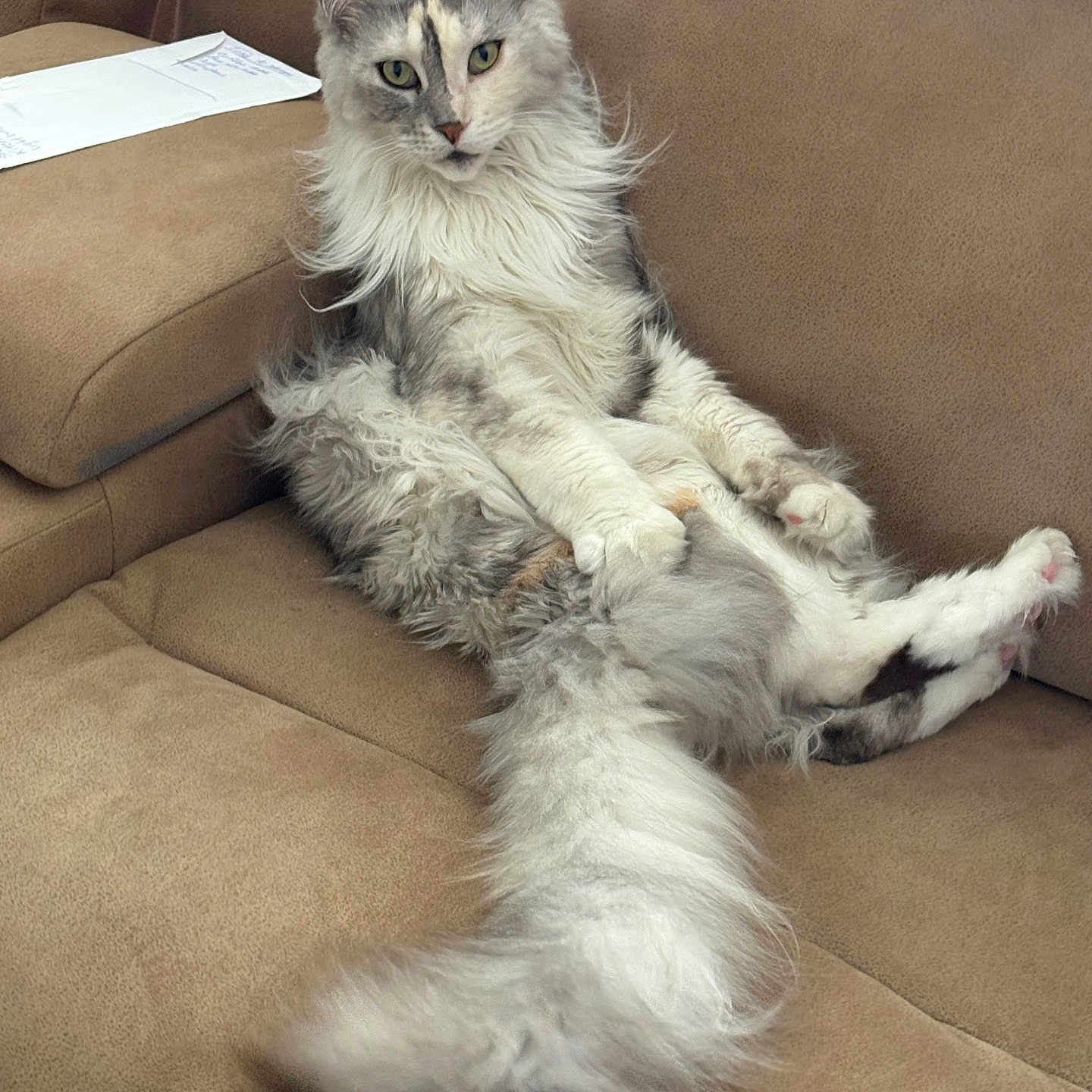 Bella