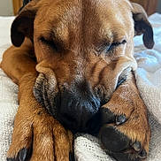 Finnegan Finn Mccool is registered to the contest to win money with this photo: dog, sleeping, close_up, paws, fur, resting, cozy, blanket, brown, pet, animal, indoors, peaceful, face, napping, cute, canine, relaxing, snout, ears