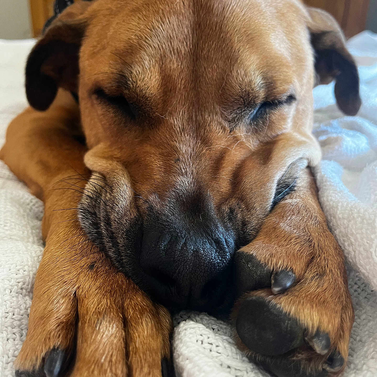 Finnegan Finn Mccool is registered to the contest to win money with this photo: dog, sleeping, close_up, paws, fur, resting, cozy, blanket, brown, pet, animal, indoors, peaceful, face, napping, cute, canine, relaxing, snout, ears