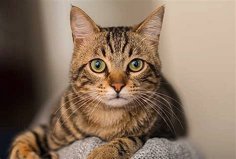 Charlie is registered to the contest to win money with this photo: american_shorthair, american_wirehair, asian, australian_mist, bengal, california_spangled, carnivore, cat, domestic_short_haired_cat, dragon_li, european_shorthair, felidae, mammal, ocicat, pixie_bob, small_to_medium_sized_cats, tabby_cat, toyger, vertebrate, whiskers