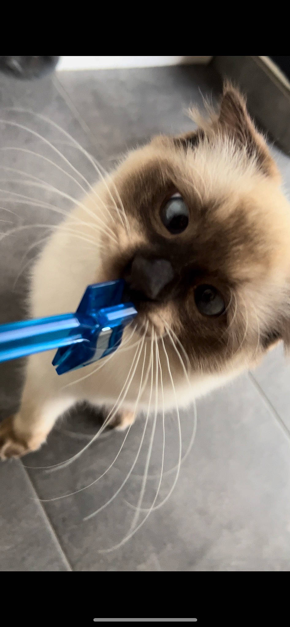 Whisky a rejoint le concours — aidez-le/la à gagner de superbes lots ! birman, carnivore, cat, close_up, curious, electric_blue, eyelash, fawn, felidae, fur, iris, siamese, small_to_medium_sized_cats, snout, terrestrial_animal, thai, whiskers