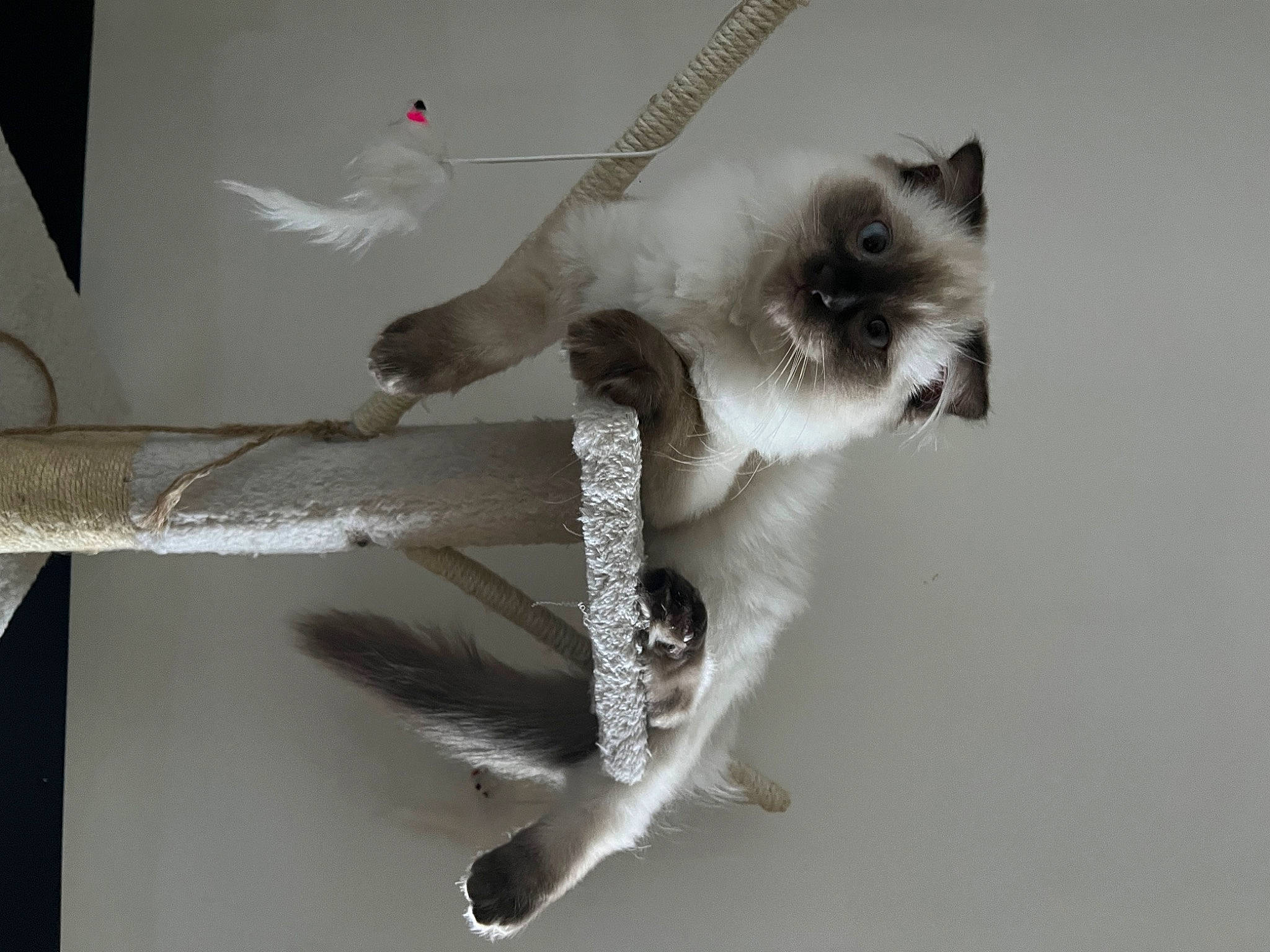 Whisky participe au concours pour gagner de l'argent avec cette photo : balinese, birman, carnivore, cat, claw, collar, domestic_short_haired_cat, fawn, felidae, fur, paw, siamese, small_to_medium_sized_cats, snout, tail, terrestrial_animal, thai, whiskers