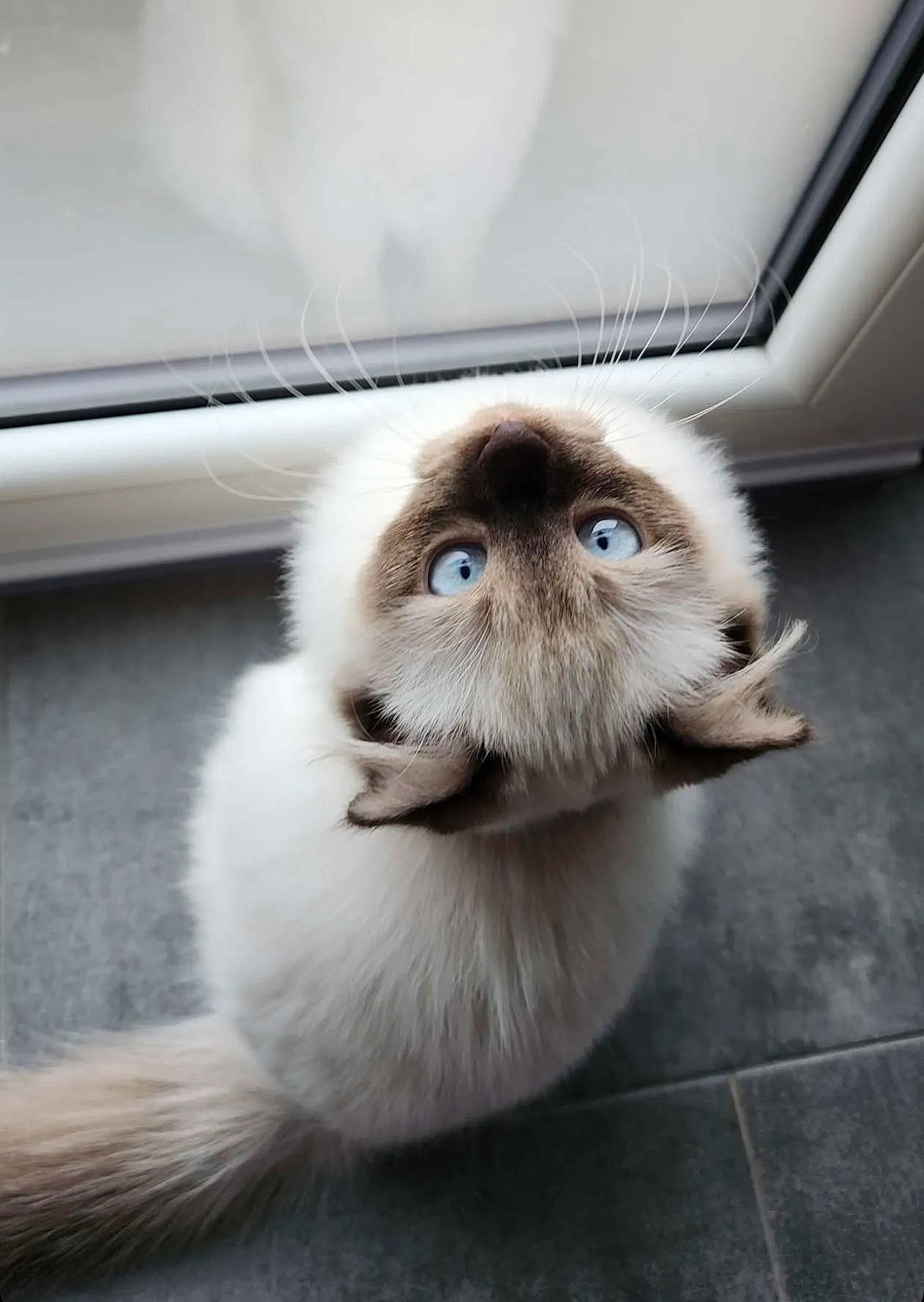 Whisky a rejoint le concours — aidez-le/la à gagner de superbes lots ! canidae, carnivore, cat, companion_dog, dog_breed, eye, fawn, felidae, flooring, foot, fur, human_body, paw, small_to_medium_sized_cats, snout, sporting_group, tail, toy_dog, whiskers, window