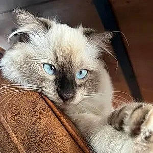 Whisky a rejoint le concours — aidez-le/la à gagner de superbes lots ! balinese, birman, carnivore, cat, comfort, fawn, felidae, fur, ragdoll, siamese, small_to_medium_sized_cats, snout, terrestrial_animal, thai, whiskers