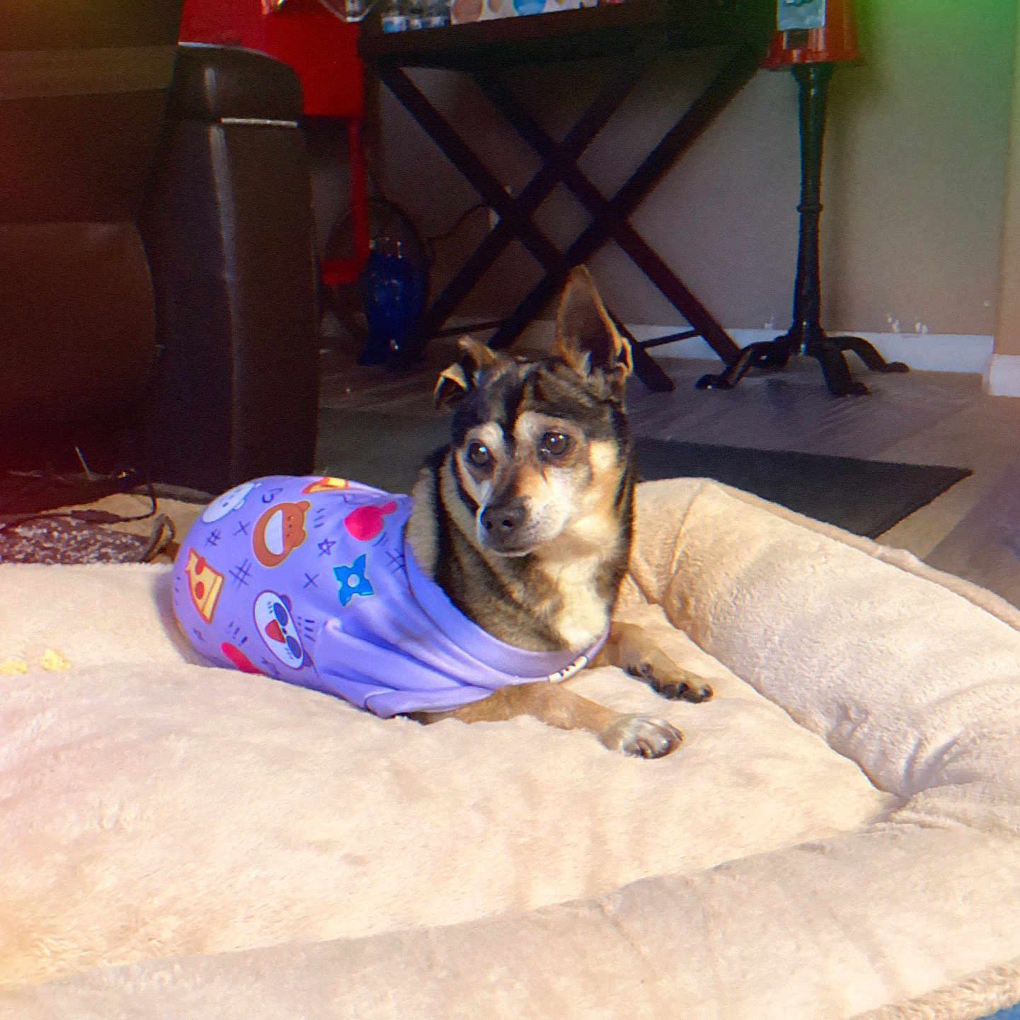 Bubba is registered to the contest to win money with this photo: animal, canine, carpet, colorful_clothing, comfort, cozy, cute, dog, floor, furniture, home, indoor, living_room, pet_bed, purple_shirt, relaxed, resting, small_dog, soft_light, vintage_effect