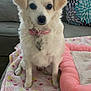 Lady Sophie joined the competition — help win amazing prizes! dog, white_dog, pet, collar, pink_collar, blanket, pink_blanket, pet_bed, pink_pet_bed, couch, pillow, fluffy, indoor, small_dog, sitting, cute, domestic, animal, companion, furniture