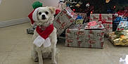 Lady Sophie is registered to the contest to win money with this photo: dog, christmas_tree, presents, holiday, indoor, tile_floor, decorations, scarf, white_dog, festive, ornaments, wrapped_gifts, window, lights, seasonal, pet, sitting, home, celebration, holiday_season