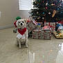 dog, christmas_tree, presents, holiday, indoor, tile_floor, decorations, scarf, white_dog, festive, ornaments, wrapped_gifts, window, lights, seasonal, pet, sitting, home, celebration, holiday_season