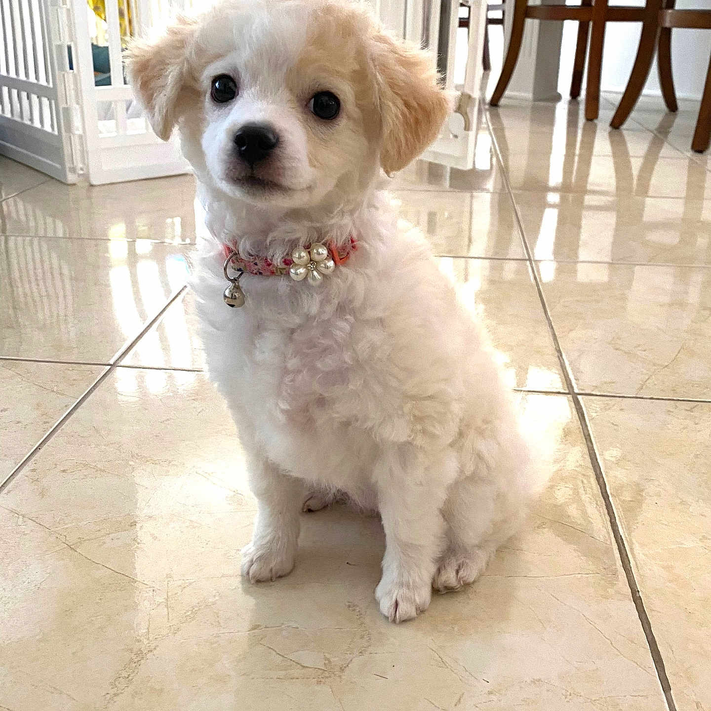 Lady Sophie is registered to the contest to win money with this photo: adorable, chair, collar, cute, dog, domestic, fluffy, furniture, indoor, pearl, pet, pet_gate, portrait, puppy, sitting, small_dog, table, tile_floor, white, young