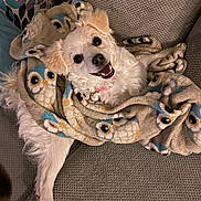 Lady Sophie joined the competition — help win amazing prizes! dog, white_dog, blanket, owl_pattern, couch, happy, smiling, pet, fur, cozy, indoor, relaxed, animal, cute, companion, comfort, home, portrait, friendly, domestic