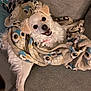 dog, white_dog, blanket, owl_pattern, couch, happy, smiling, pet, fur, cozy, indoor, relaxed, animal, cute, companion, comfort, home, portrait, friendly, domestic