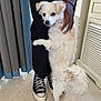 Lady Sophie is registered to the contest to win money with this photo: dog, white_dog, standing_dog, pet, person, black_pants, black_sneakers, indoor, curtains, tiled_floor, hand, petting, fur, tail, paw, footwear, casual_clothing, home, domestic_animal, friendly