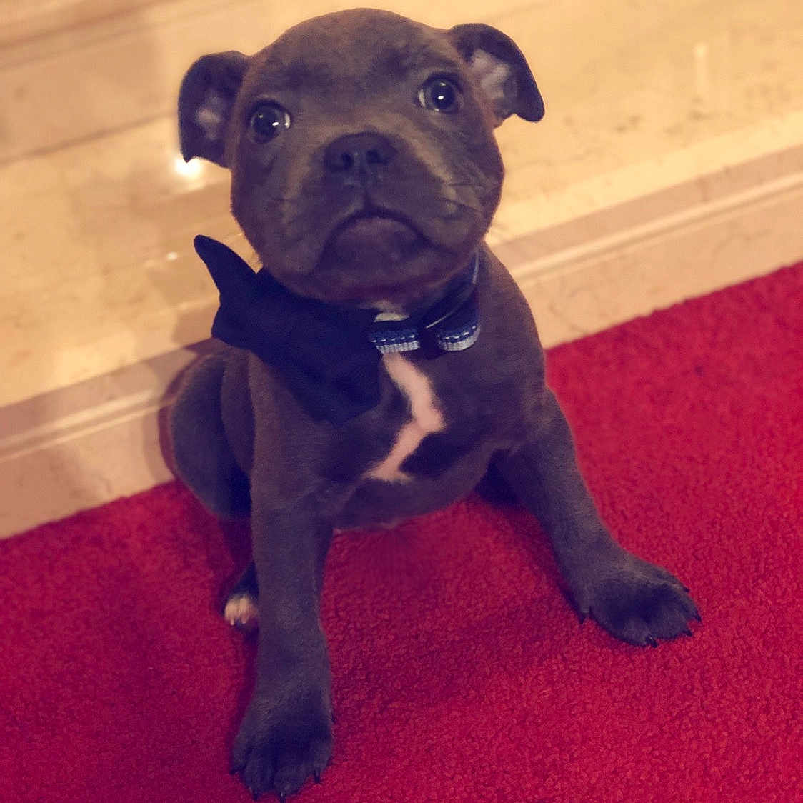 Cassius is registered to the contest to win money with this photo: american_pit_bull_terrier, cane_corso, canidae, carnivore, companion_dog, dog, dog_breed, fawn, mammal, molosser, non_sporting_group, puppy, rare_breed_dog, snout, sporting_group, staffordshire_bull_terrier, vertebrate