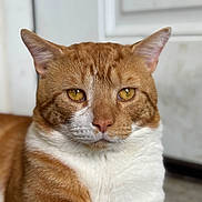 Finley joined the competition — help win amazing prizes! animal, calm, cat, close_up, cute, domestic_cat, ears, feline, focus, fur, golden_eyes, indoor, looking_away, orange_cat, pet, portrait, sitting, soft_background, whiskers, white_fur