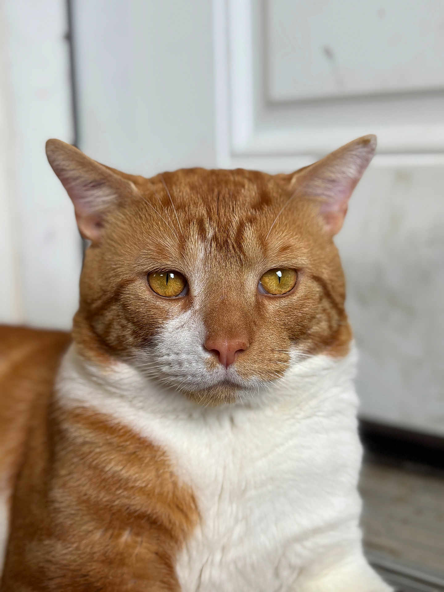 Finley