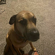 Crackerjack is registered to the contest to win money with this photo: animal, brown_dog, calm, carpet, close_up, collar, companion, dog, domestic_animal, floor, foot, furniture, home, indoor, looking_up, mammal, person, pet, quiet, sitting
