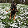 dog, candy_cane_toy, grass, snow, outdoor, animal, pet, lying, playful, nature, winter, canine, brown, black, toy, field, blurred_background, daylight, muzzle, ears