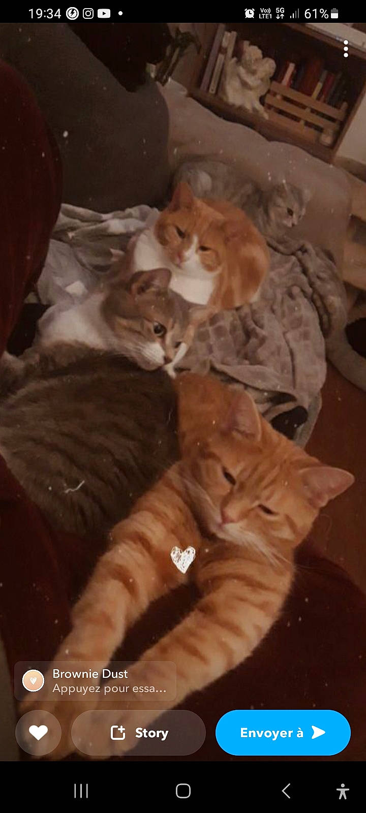 Tresor a rejoint le concours — aidez-le/la à gagner de superbes lots ! brown, canidae, carnivore, cat, claw, comfort, domestic_short_haired_cat, fawn, felidae, flooring, fur, hardwood, paw, room, small_to_medium_sized_cats, snout, sporting_group, tail, whiskers, wood