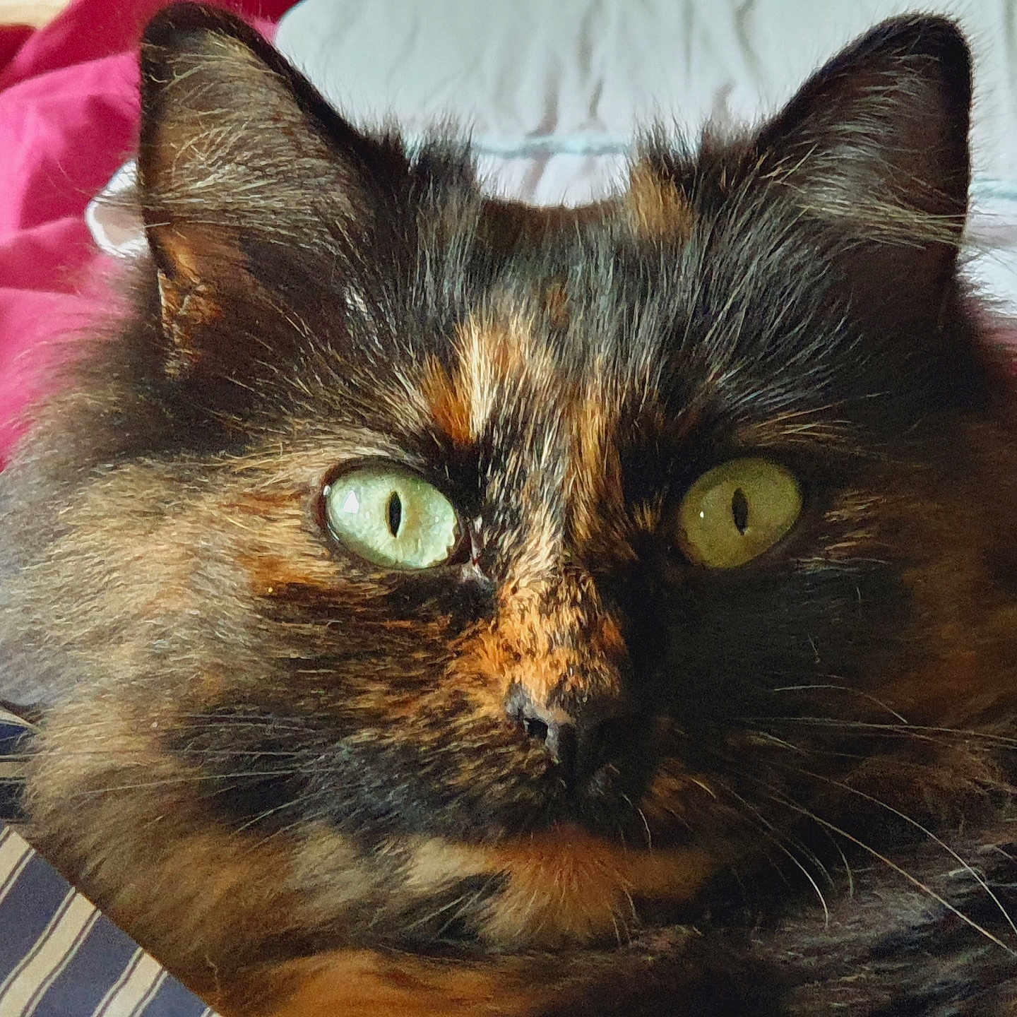 Yumi a rejoint le concours — aidez-le/la à gagner de superbes lots ! abyssinian, animal, bed, bedroom, blackcat, blanket, brasssection, cat, couch, cushion, furniture, homedecor, horn, indoors, kitten, manx, musicalinstrument, pet, quilt, room