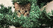 Twix a rejoint le concours — aidez-le/la à gagner de superbes lots ! animal, branches, cat, christmas_tree, closeup, curious, cute, decor, eyes, feline, fur, greenery, hiding, holiday, indoor, nature, pet, playful, tabby, whiskers