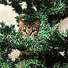 cat, tabby, christmas_tree, greenery, indoor, curious, pet, animal, feline, branches, eyes, hiding, playful, holiday, decor, fur, whiskers, nature, closeup, cute