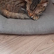 Twix participe au concours pour gagner de l'argent avec cette photo : animal, cat, chair, cozy, curled_up, cushion, domestic, ears, feline, fur, home, indoor, pet, quiet, relaxed, resting, sleeping, tabby, whiskers, wooden_floor