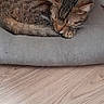 cat, tabby, sleeping, cushion, chair, wooden_floor, indoor, pet, feline, resting, cozy, fur, animal, relaxed, quiet, home, curled_up, ears, whiskers, domestic
