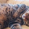 cat, tabby, sleeping, feline, pet, cozy, couch, fur, whiskers, relaxation, domestic_animal, indoor, cute, resting, animal, mammal, closeup, soft, comfort, nap