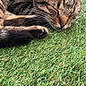 cat, tabby, sleeping, grass, outdoor, pet, fur, whiskers, closeup, resting, nature, animal, peaceful, greenery, paw, sunlight, relaxation, domestic, cute, feline