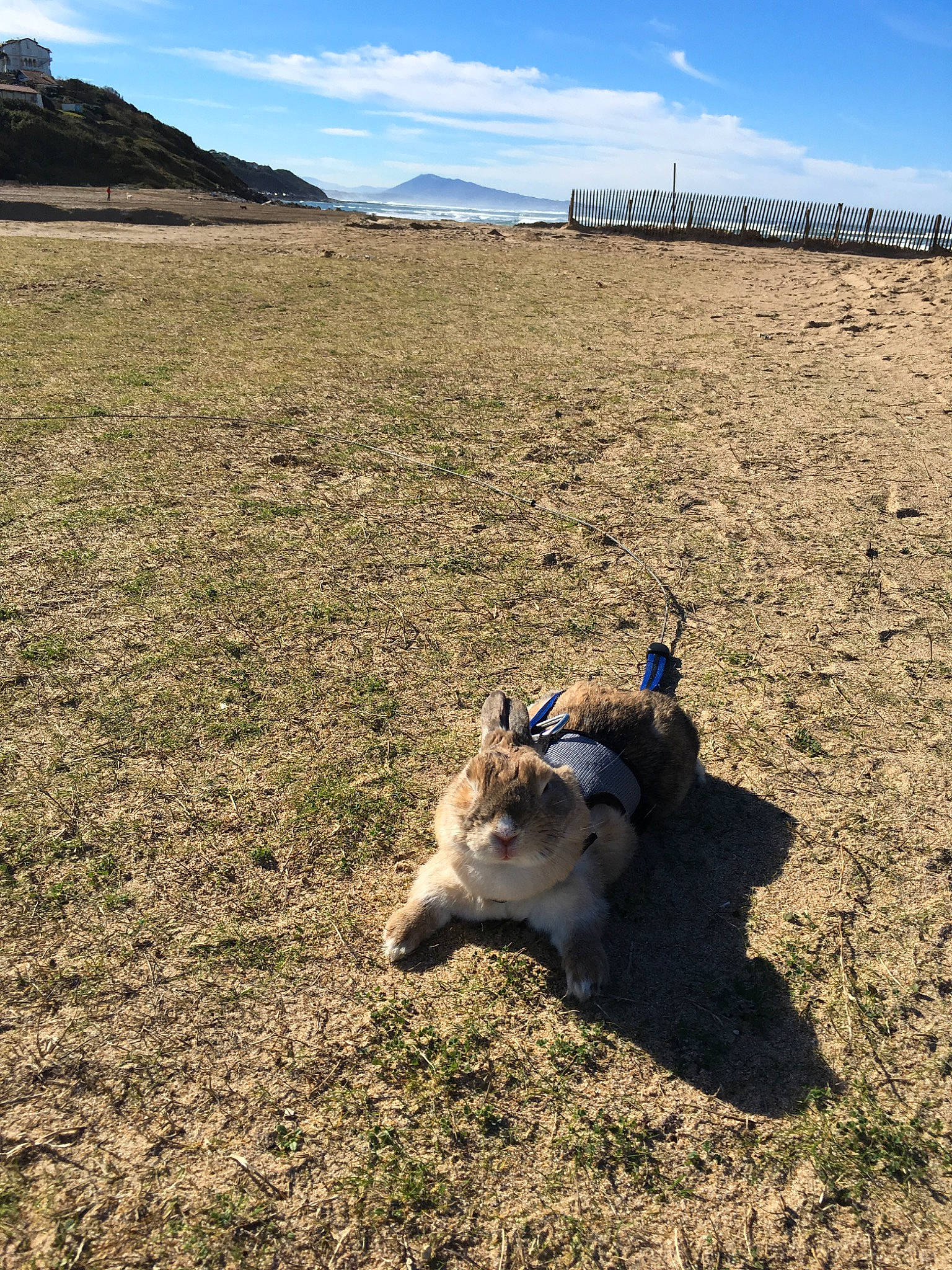 Cajou participe au concours pour gagner de l'argent avec cette photo : canidae, carnivore, dog, ecoregion, fawn, hill, landscape, sand, soil, wolfdog