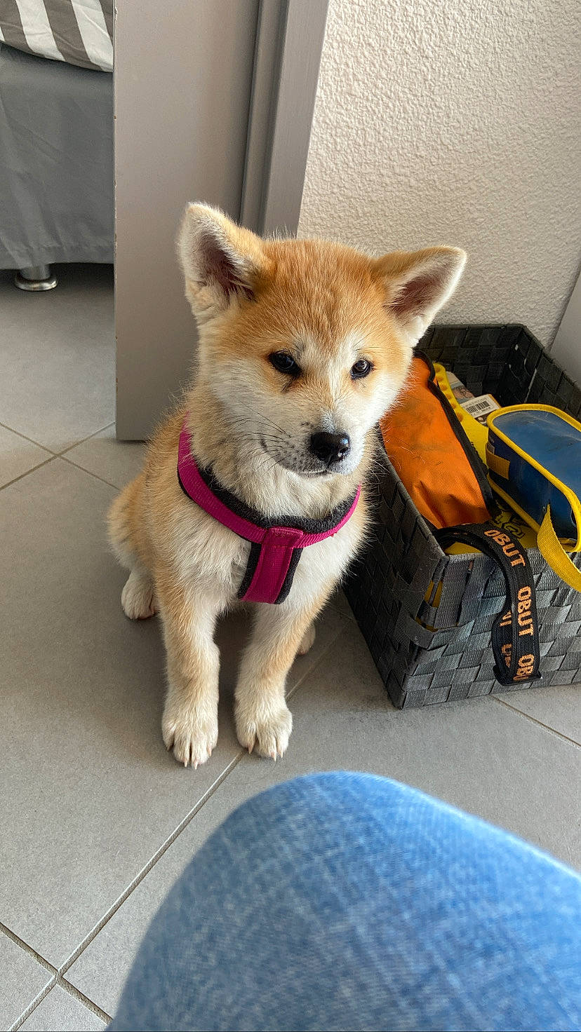 Truffe a rejoint le concours — aidez-le/la à gagner de superbes lots ! ancient_dog_breeds, canidae, carnivore, collar, companion_dog, dog, dog_breed, dog_supply, fawn, flooring, fur, non_sporting_group, snout, sporting_group, tail, vehicle, whiskers, working_animal, working_dog